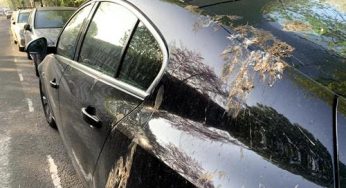 Ford combate el daño que los excrementos de los pájaros ocasionan en la pintura de los coches