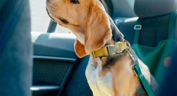 <strong>No olvides sujetar correctamente a tu perro en el coche para viajar seguro</strong>