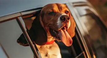 ¿Sabías que dejar al perro en el coche puede acarrear una multa de hasta 200.000 euros?