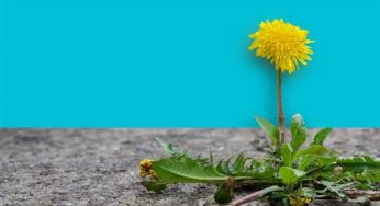 El nuevo equilibrio entre el hombre y la naturaleza visto por Fiat 500NatureChallenge
