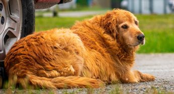 El líquido refrigerante del coche, un peligro para tu perro