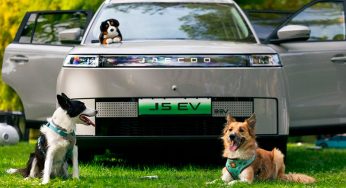 Viajar con perro en coche: los errores que pueden arruinar las vacaciones antes de llegar al destino